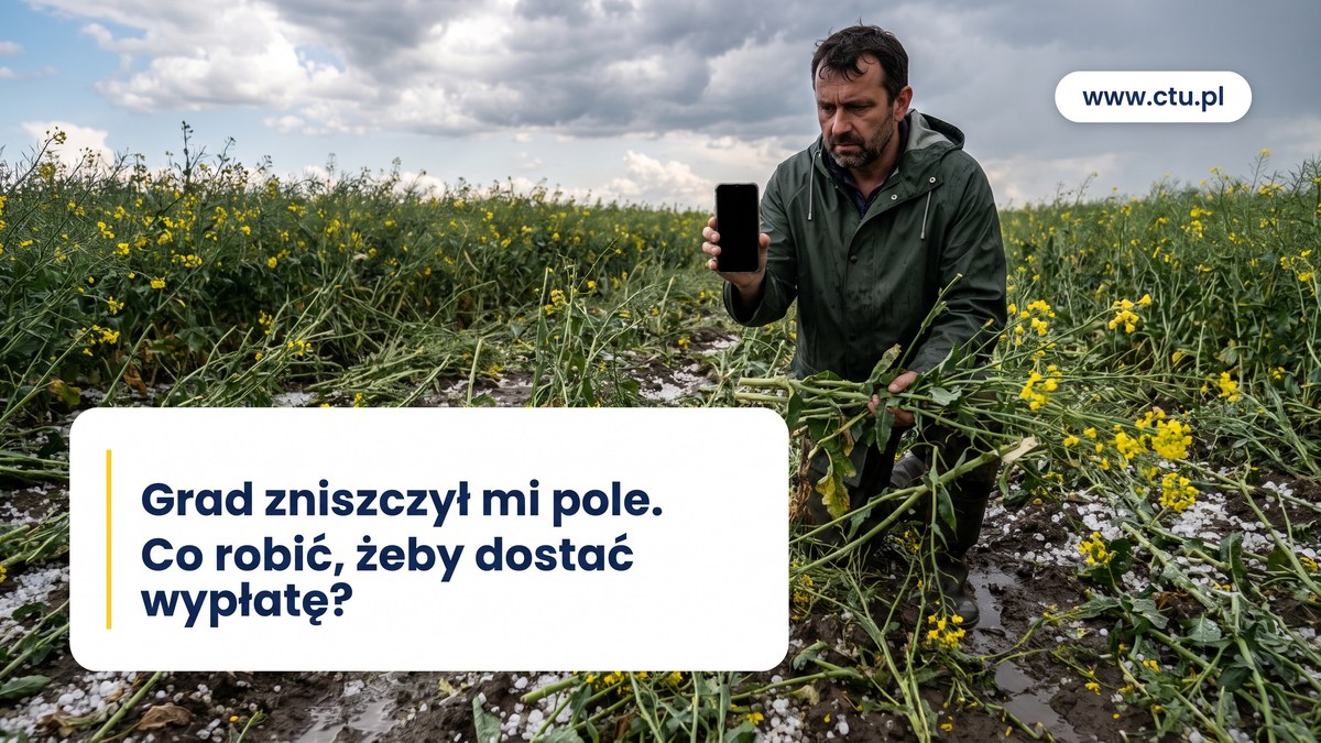 Rolnik fotografuje telefonem połamany po gradobiciu rzepak na polu