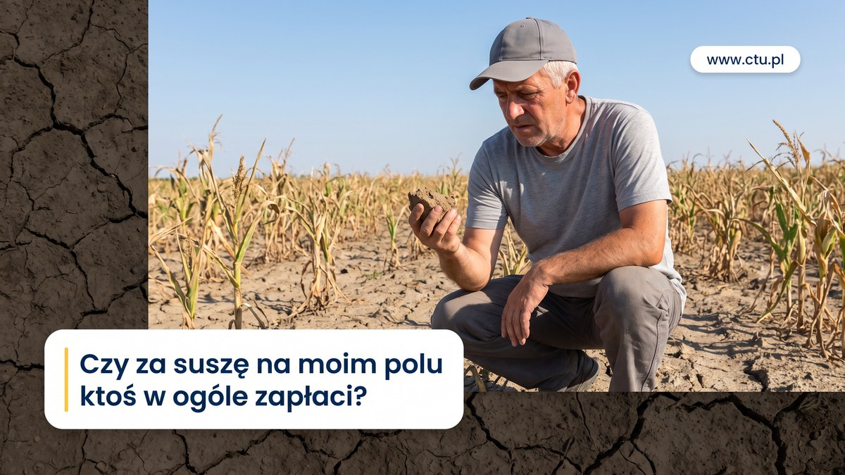Rolnik kuca na spękanej od suszy ziemi wśród zwiędłej kukurydzy i trzyma grudkę suchej gleby