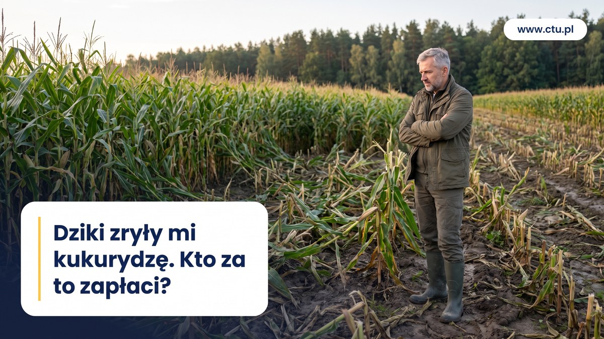 Rolnik z założonymi rękami patrzy na zryty i połamany fragment pola kukurydzy przy lesie